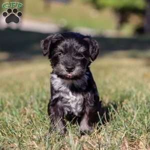 Piper, Miniature Schnauzer Puppy